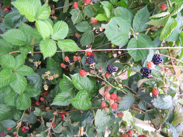 Green, Red and Black Blackberries on same plant