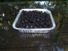 Just a pan full of berries
