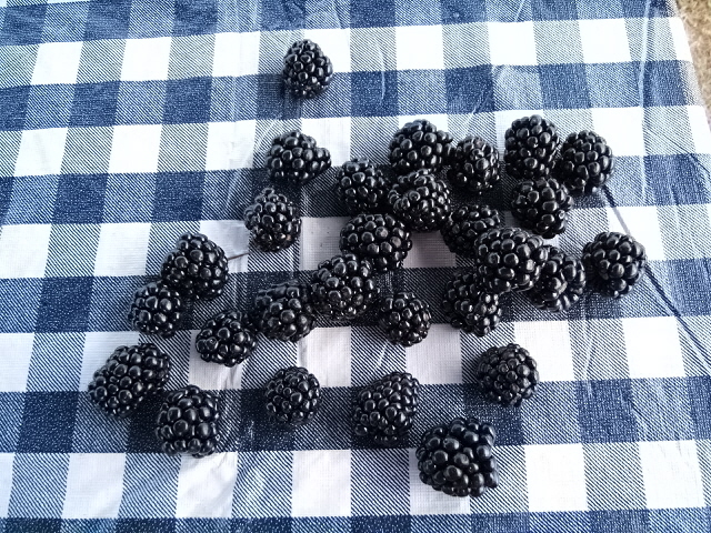 Berries on checkered table cloth.