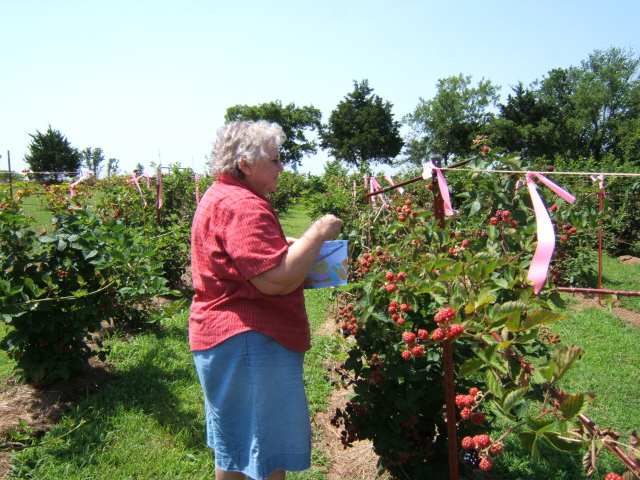 DeEtta picking berries 